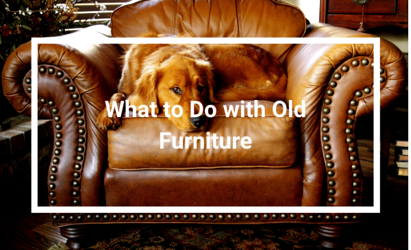 Dog laying on a leather arm chair