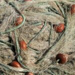 bird entangled in plastic waste