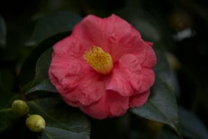 Camelia Kath Jeff Lynne