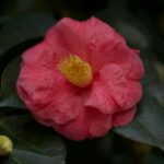 Jeff Lynne’s Wife: Camelia Kath’s Deep Dive