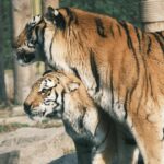 Tigers vs Pirates Match Stats: Key Player Insights