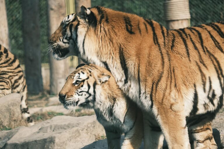 Detroit Tigers Pittsburgh Pirates baseball