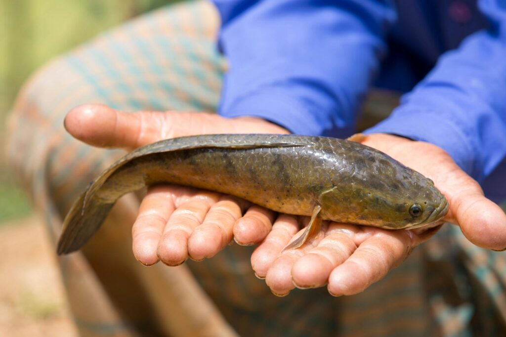 Gravid Bowfin MHWilds: Unveiling the 2026 Reproductive Cycle