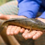 Gravid Bowfin MHWilds: Unveiling the 2026 Reproductive Cycle