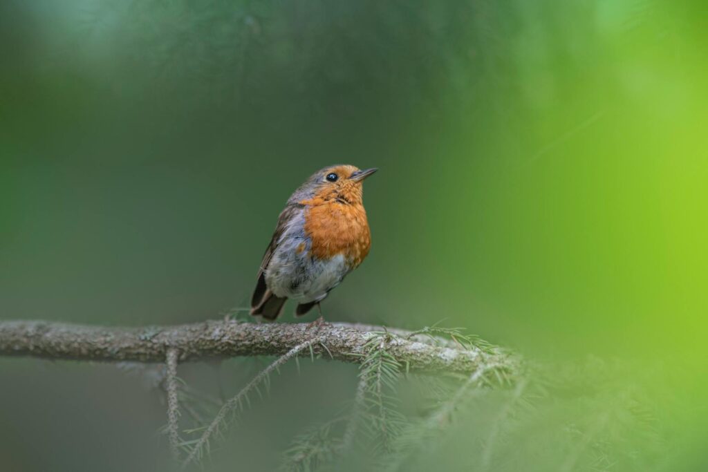 Robin Stapler: Avoid Common Mistakes in 2026