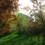 spring yard transformation