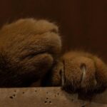 zuma paw patrol water rescue